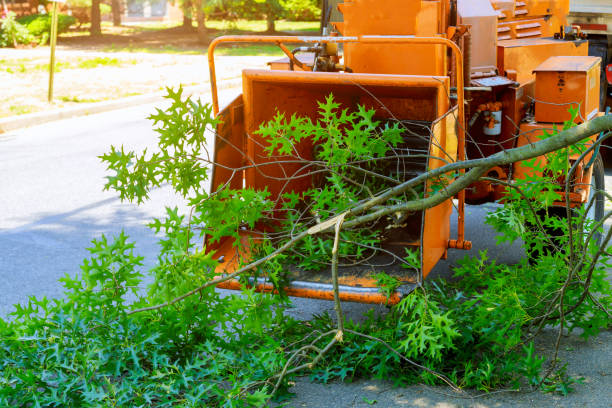 Tree Branch Trimming in Glencoe, AL